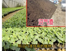 沼氣渣用途(附質量技術檢測報告)_種中藥材用什么作底肥圖3