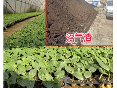 搞種植有機(jī)肥料哪個(gè)好_沼氣渣能促使作物根系生長圖2