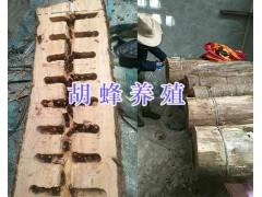 云南哪有胡蜂蜂王銷售？宣威胡蜂養殖蜂王圖3