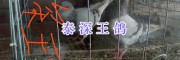 昆明哪有泰深王鴿&白羽王鴿-銀羽王鴿價(jià)格_云南肉鴿信息
