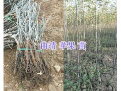 曲靖果苗銷售-李子苗-蘋果苗價格/花椒苗供應圖3
