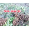 茱萸特優(yōu)8號(hào)苗價(jià)格/18216536586貴州中花茱萸苗供應(yīng)