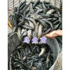 烏魚(yú)苗價(jià)格-四川鱘魚(yú)苗批發(fā)_云南青魚(yú)苗供應(yīng)