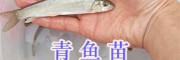 哪里批發青魚苗、烏魚苗？-四川眉山淡水魚苗供應信息