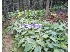 2018文山草果苗供應(yīng)：1-3年生草果苗/草果種子銷售圖1