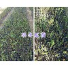 榿木苗多少錢一棵#旱冬瓜苗批發價_楚雄旱冬瓜樹銷售