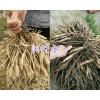大理天門冬種苗-天冬種子批發(fā)_云南天冬供應(yīng)信息