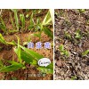 2年白芨馴化苗&白芨種莖-玉溪白芨苗銷(xiāo)售