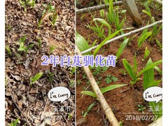 2年白芨馴化苗&白芨種莖-玉溪白芨苗銷售圖2