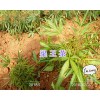 玉溪梁王茶苗出售、2年馴化白芨苗—玉溪藥材種苗供應