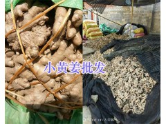 曲靖菜姜供應-羅平菜姜、小黃姜銷售&甘肅干姜，陜西干姜，云南市場姜圖3
