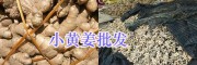 云南姜種供應-正宗羅平小黃姜/曲靖菜姜批發
