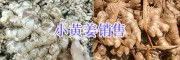 2018曲靖生姜供應：羅平小黃姜、菜姜批發姜種