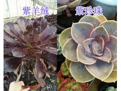 多肉植物春萌/葡萄&乙女心&紫羊絨/珍珠出售—昆明多肉圖2