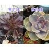 云南多肉植物-春萌/葡萄出售*昆明多肉植物供應
