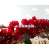 宜良中國(guó)紅三角梅#四季紫三角梅（葉子花、三角花）