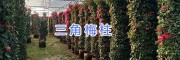 宜良盆栽三角梅#中端三角梅批發基地_云南芊蕁三角梅