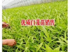 紫花三叉小白芨苗報價表_白芨種苗哪里在銷售—白芨小苗供求信息圖1