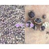 砂仁干貨批發&云南砂仁種子價格-文山砂仁成品