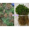 當歸苗種植技術/昆明當歸苗銷售部_云南藥材種苗信息