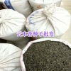 云木香種子批發價/昆明云木香種子報價