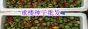 昆明重樓苗銷(xiāo)售部：粉質(zhì)滇重樓種子銷(xiāo)售_云南滇重樓種苗供應(yīng)