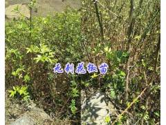 云南無刺花椒苗供應&保山無刺花椒苗價格-保山市無刺花椒基地圖3