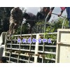 高產(chǎn)無(wú)刺花椒苗新品種-保山無(wú)刺大麻椒收益/無(wú)刺大紅袍