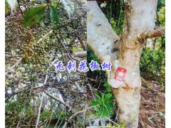 新品種無(wú)刺花椒畝產(chǎn)量—無(wú)刺花椒苗成本價(jià)格與收益-保山花椒苗圖2