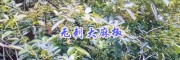 云南無刺花椒新品種—保山無刺大麻椒種苗基地