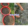 四川眉山泥鰍苗-淡水魚(yú)苗養(yǎng)殖，泥鰍苗批發(fā)-價(jià)格優(yōu)惠