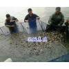 眉山市泥鰍苗-魚(yú)苗養(yǎng)殖場(chǎng)/鱘魚(yú)苗銷(xiāo)售-四川魚(yú)苗養(yǎng)殖