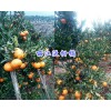 麗江哪里有柑桔苗（沃柑、巖溪晚蘆、椪柑）賣-華坪德源種植場