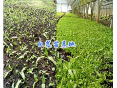 曲靖三叉白芨苗基地/小白芨苗批發-圖2