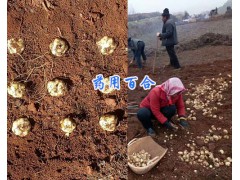 云南食用百合基地-百合球批發(fā)-曲靖食用百合價格圖1