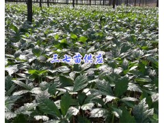 正宗文山三七苗-2018三七苗批發報價圖2