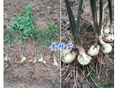多花姜型甜黃精苗批發/三叉白芨馴化苗供應-云南白芨栽培技術圖2