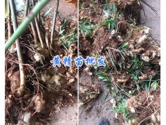 多花姜型甜黃精苗批發/三叉白芨馴化苗供應-云南白芨栽培技術圖3