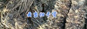 曲靖當(dāng)歸成品&云南草烏-脫皮草烏現(xiàn)貨供應(yīng)