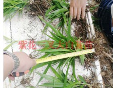 云南紫花白芨苗/供應大理麗江楚雄三叉白芨苗_大理藥材苗圖2