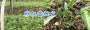 砂仁苗栽培基地-產(chǎn)地普洱砂仁苗/供應文山砂仁苗_云南砂仁