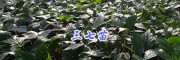三七小苗價(jià)格-產(chǎn)地三七苗，供應(yīng)曲靖紅河三七苗