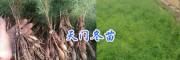 高產天冬苗基地-供應楚雄、紅河、文山大天冬苗/云南玉溪天冬苗