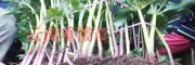 4月份云南三叉白芨苗出售-產地大理白芨/供應麗江保山白芨苗