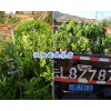 香橙嫁接沃柑苗供應(yīng)%大理枇杷袋苗-嫁接枇杷種苗_云南果苗供應(yīng)
