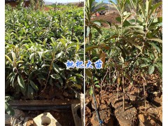 沃柑苗一棵多少錢？大理沃柑橘苗銷售—13577867315圖3