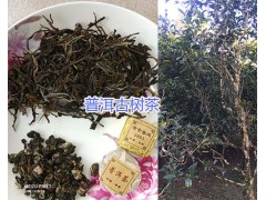 無量山古樹茶葉-普洱古樹茶批發_云南古樹茶葉銷售圖2