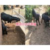 哪種波爾羊好？黑波爾羊養殖方法