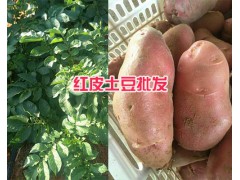 云南紅皮洋芋批發#楚雄紅皮土豆基地-永仁洋芋圖2