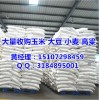 最近玉米價格還會漲嗎|壟上大量收購（優(yōu)質(zhì)廠家）